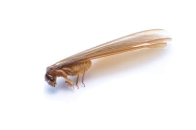 flying termites