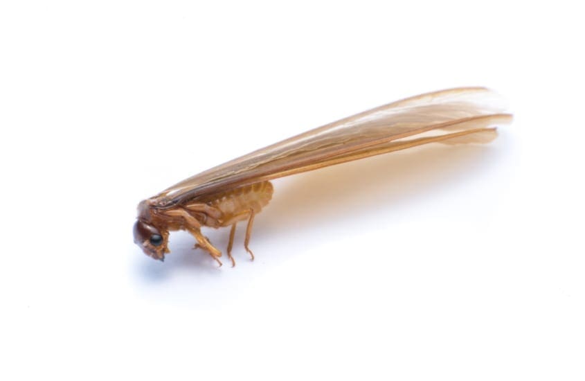 flying termite or termites with wings