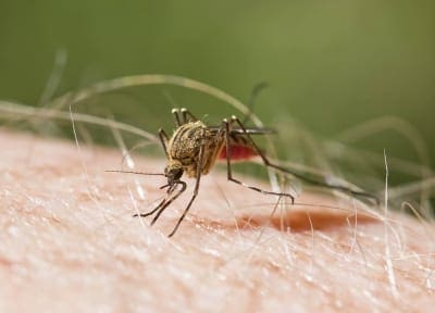 D-Tec Pest Solutions - Flying Insects
