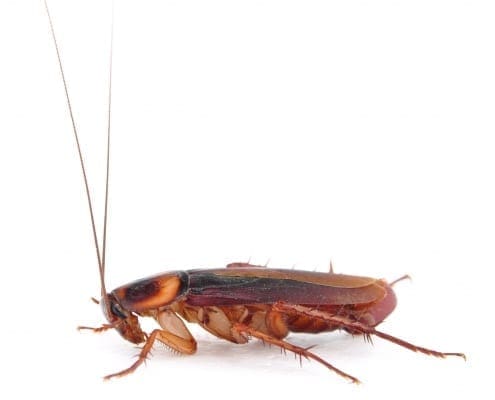 D-Tec Pest Solutions - Cockroaches