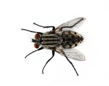 D-Tec Pest Solutions - Flies