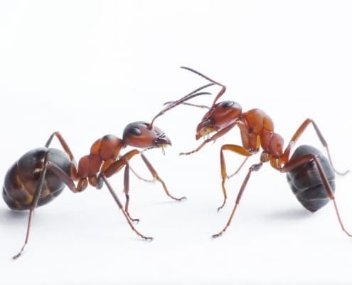 D-Tec Pest Solutions - Ants