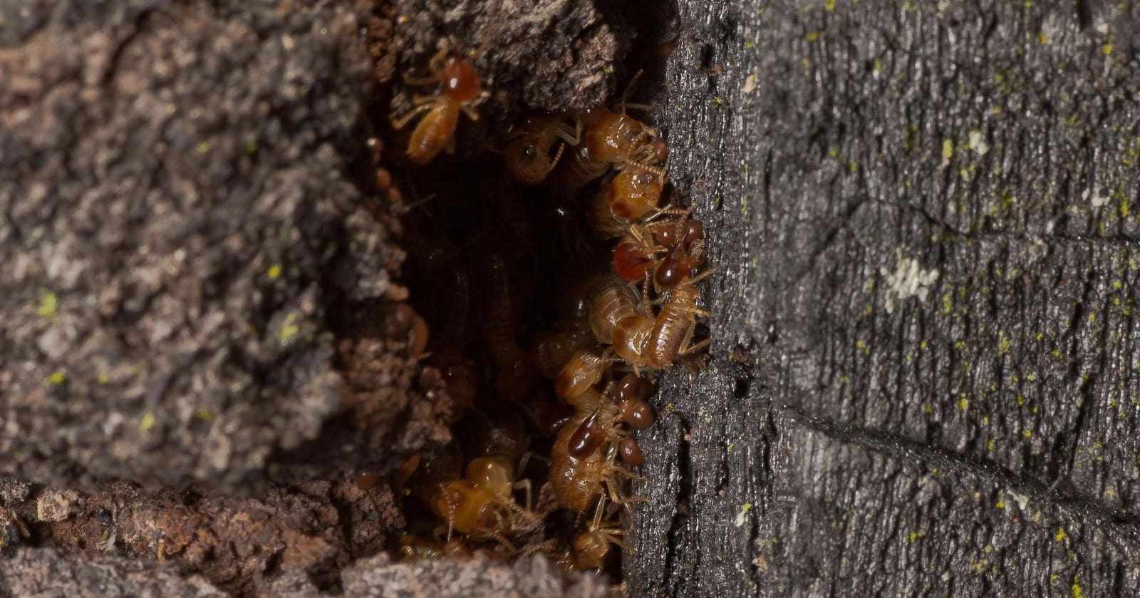 Signs of termite damage