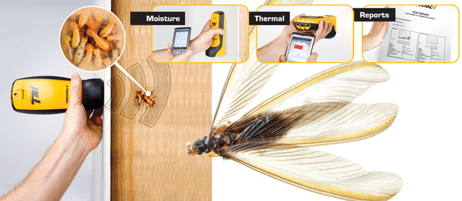 Termite Inspection