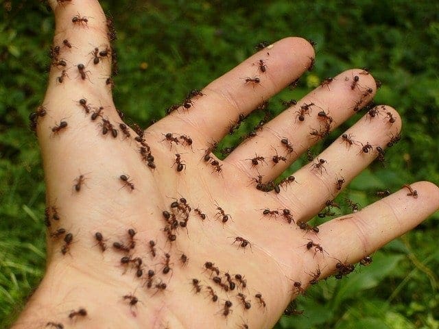 Ant Pest Control