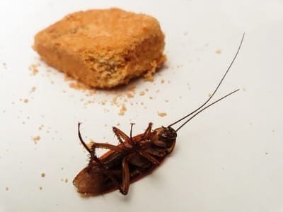 Cockroach Control