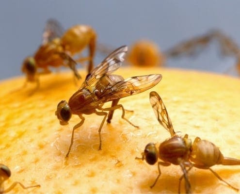 How to get rid of fruit fly