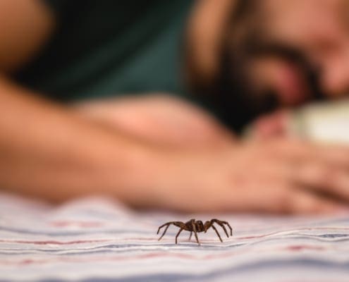 best way to get rid of spiders