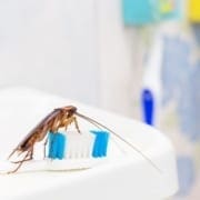 Common household pests