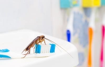 Common household pests