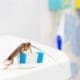 Common household pests