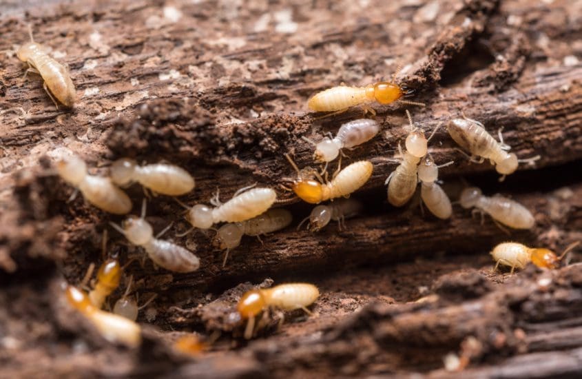 Termites in Garden