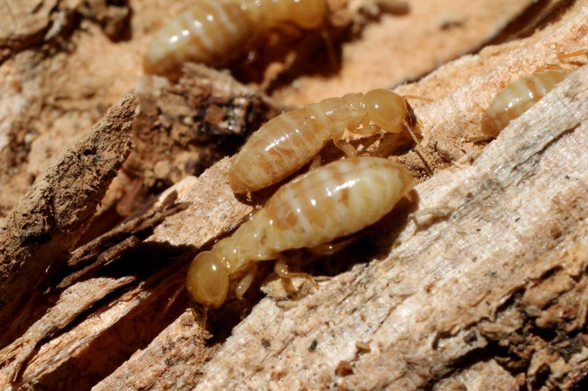 how much does a termite treatment cost