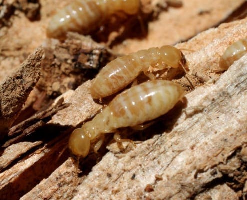 how much does a termite treatment cost