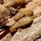 how much does a termite treatment cost