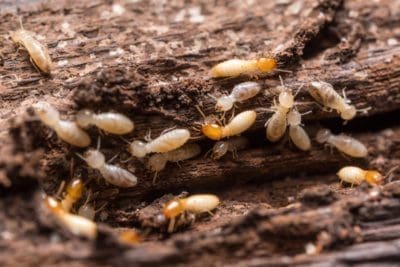 D-Tec Termites Pest Control Brisbane