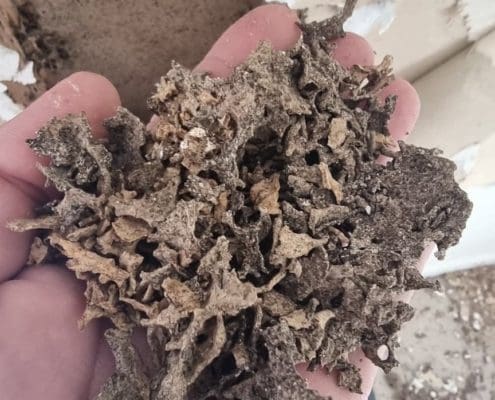 Signs of Termites in walls