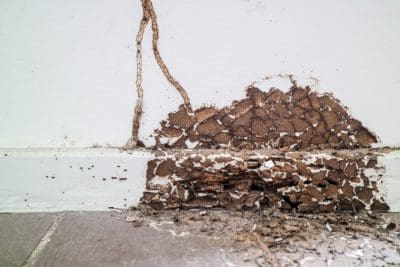 Early signs of termite damage