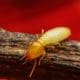 What Do Flying Termites Look Like