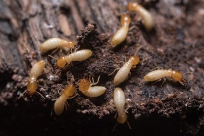 How to get rid of termites