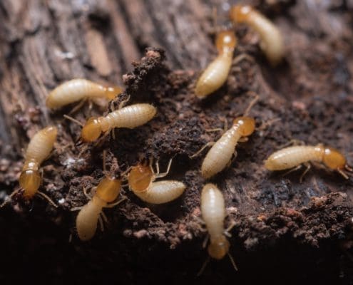 How to get rid of termites