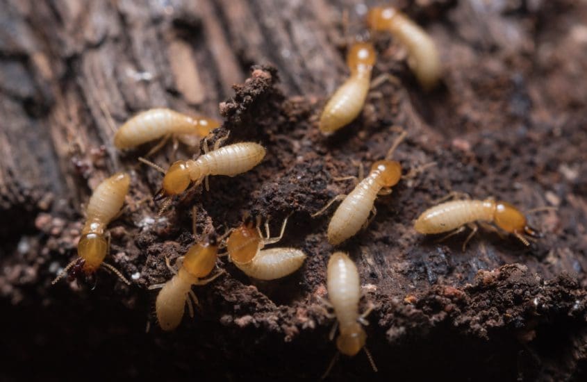 How to get rid of termites