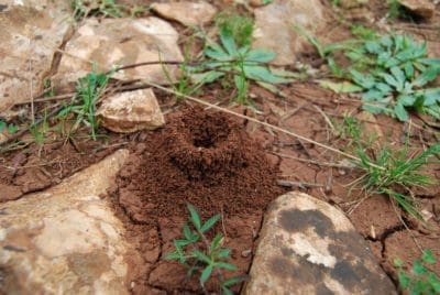 Funnel Ants