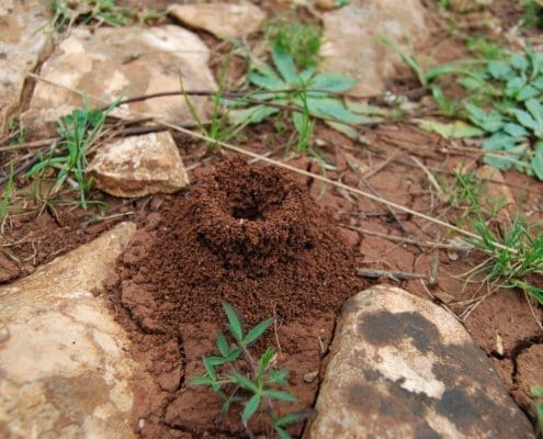 Funnel Ants