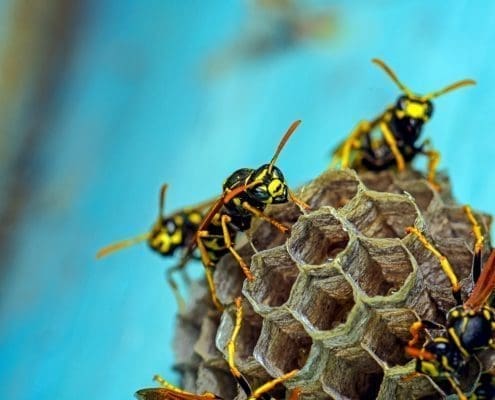 Wasp Removal Control Services in Brisbane