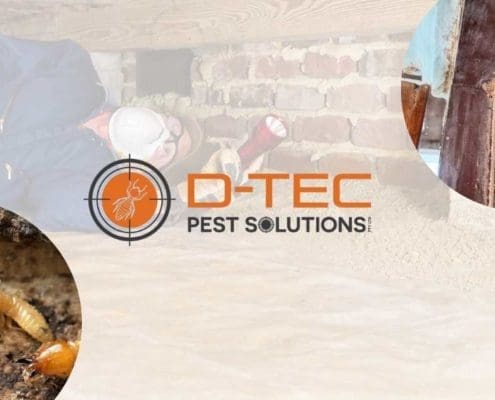 termite treatment brisbane area - blog banner