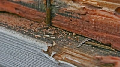 termite treatment brisbane area - signs of white ants _ termites