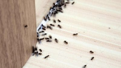 Ant Treatment - Ants fly