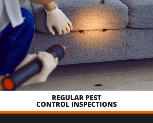 Regular pest control inspections