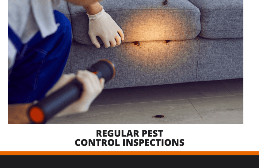 Regular pest control inspections