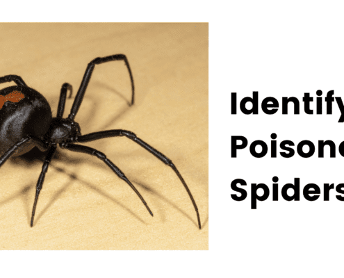 Identifying Poisonous Spiders