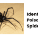 Identifying Poisonous Spiders