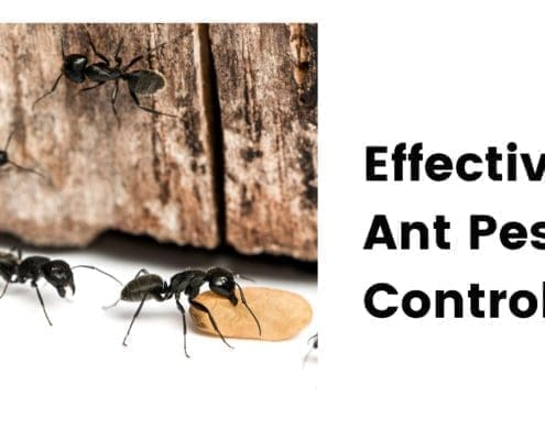 Effective Ant Pest Control