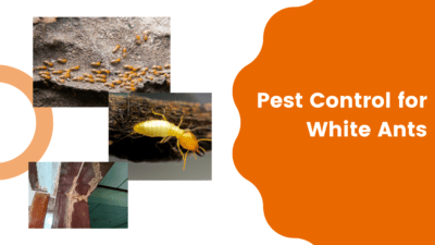 Pest Control for White Ants