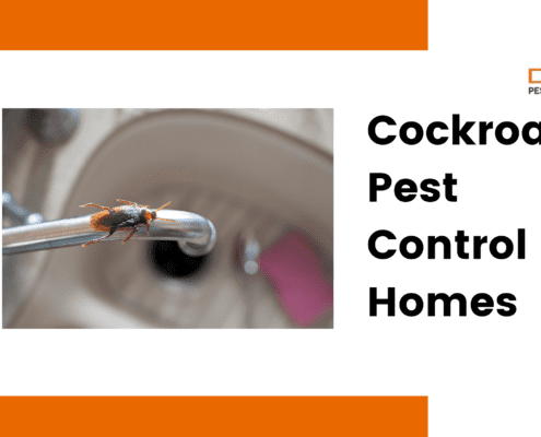 Cockroach Pest Control for Homes