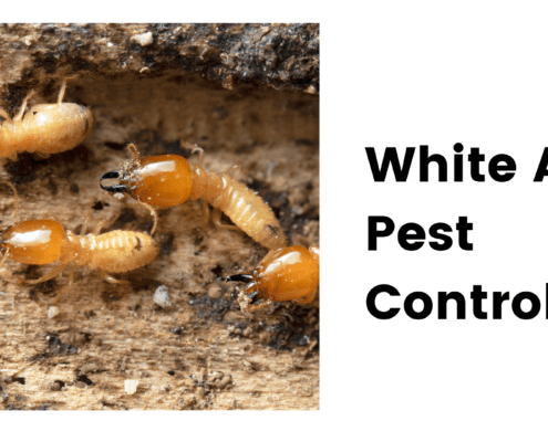 White Ant Pest Control