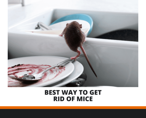 Best way to get rid of mice