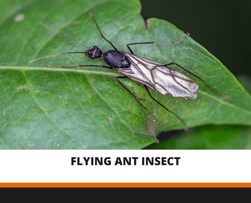 Flying Ant Insect