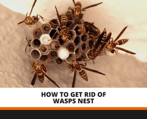 how to get rid of wasp nest