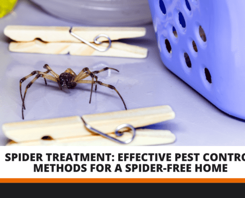 spider treatment pest control