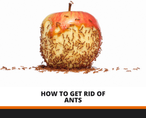 how to get rid of ants