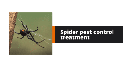 Spider pest control treatment