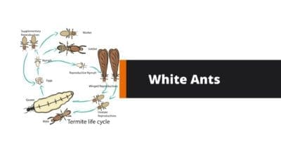 What Does a White Ant Look Like