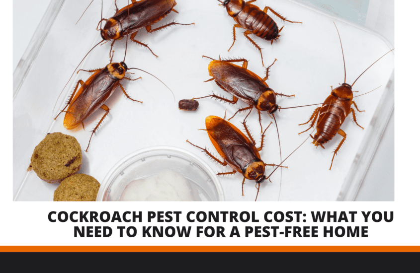 Cockroach Pest Control Cost