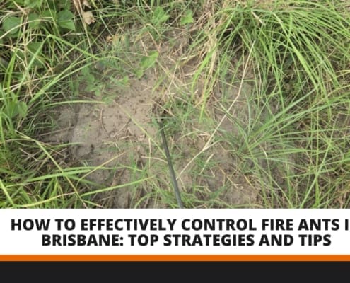 Fire Ants Brisbane