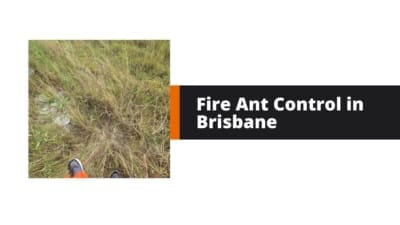 Effective Fire Ant Control Strategies in Brisbane
